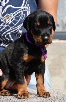 Doberman - 6