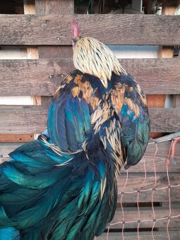 (P) sliepky bantamky liliputky ayam serama japonka chabo - 6