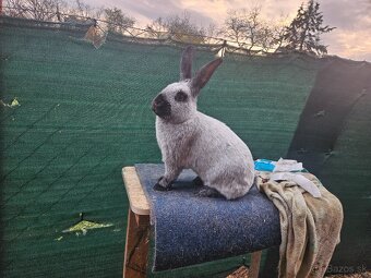 Predám králiky francúzsky strieborný - 6