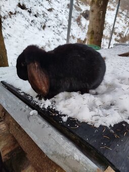 Francúzsky baran - 6