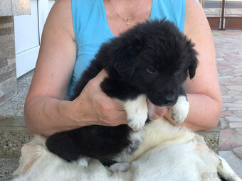 border kólia (collie, kolia) - 6