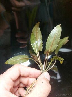 Akvárijné rastliny- pestované nad vodou (emerzne) - 6