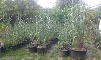 trstina Aruna-Arundo-donax-Trsteník,trstina obrovská - 6