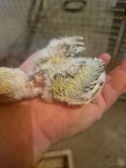 Agapornis fisher na dokrmenie - 6