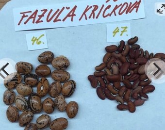Fazuľa - 6
