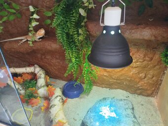 Predam mesiac stare terarium z agamami - 6