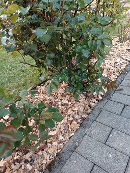 Dekoračná drevná štiepka - 6