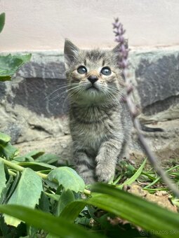 Darujem dvoch kocúrikov - 6