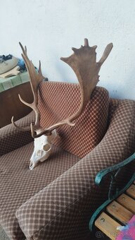 Predám trofej Daniela parožie zhody trofeje. - 6