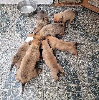 Darujem šteniatka - 6