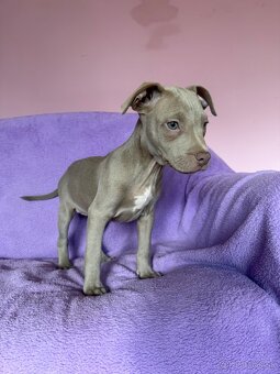 Americký pitbulterier s PP silverfawn rarita - 6