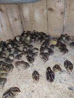 Japonské prepelice - 6