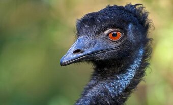 AUSTRALSKE EMU - EMU HNEDY - 6