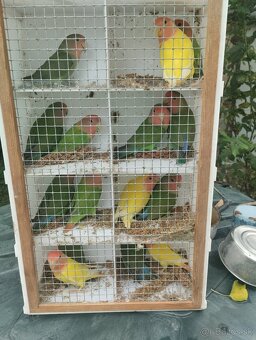 agapornis ružovohrdlý - 6