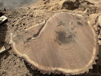 Vysušené orechové ,dubové, jaseňové koláče / priečne rezy - 6