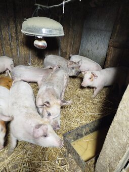 Predám odstavčata - 6