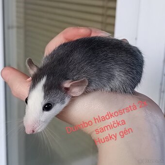 ❤ Dumbo, velveteen potkaníky - 6