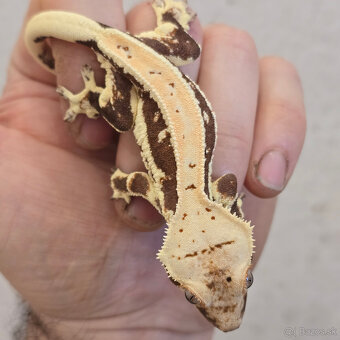 Pagekon riasnaty - C. ciliatus - 6
