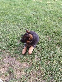 Šteniatka nemecký ovčiak - 6