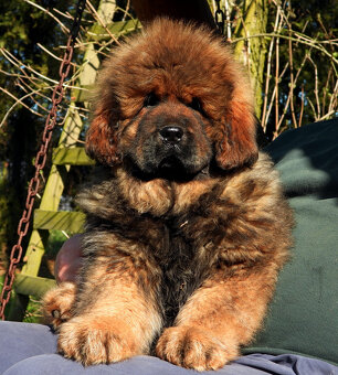 Tibetská doga - šteniatka s PP - 6