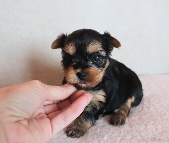 Yorkshire Terrier - 6