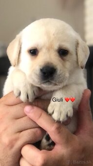 Labrador retriever - 6