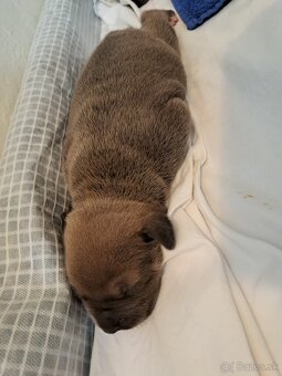 Predám šteniatka stafford/American bully - 6