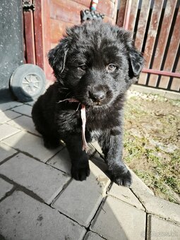 Predám šteniatka - 6