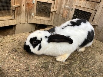 Nemecký obrovitý strakáč - 6