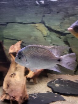 americké cichlidy - 6