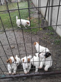 Predám šteňatá Jack Russel - 6