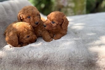 Pudel, pudlik toy/ trpaslik - 6
