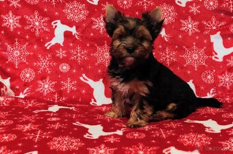 Yorkshire terrier - 6