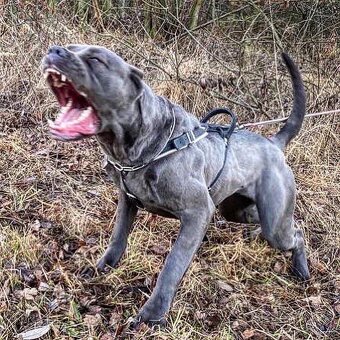 Bandog - 6
