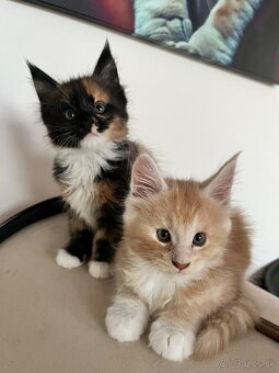Maine coon / mainska myvalia s PP - 6