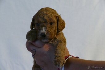 Mini goldendoodle - 6