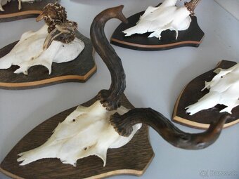 Predám 14ks srnčie trofeje-dovoz Rakúsko. - 6