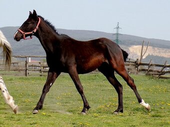 appaloosa žrebček - 6