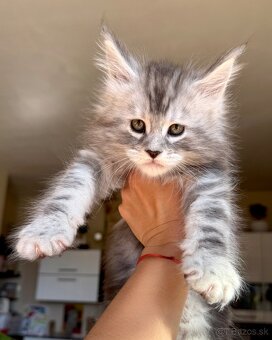 ❣️Mainská Mývalia ❣️mačiatka s PP Maine Coon - 6