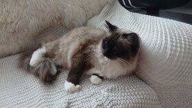 ragdoll,radgoll mačiatka k odberu - 6