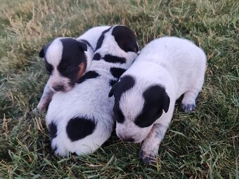 Australsky dobytkársky pes Cattle dog - 6
