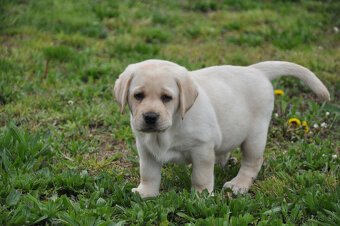 Labradorský retriever - štěniatka s PP - 6