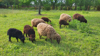 Mini ovečky Ouessant - 6