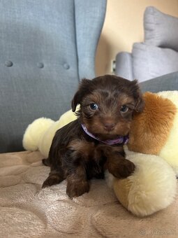 Yorkshire Terrier - 6