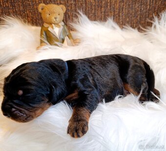 Gordon seter šteniatka s PP na predaj - 6