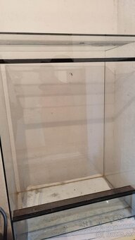 Chameleon jemensky – par - 6