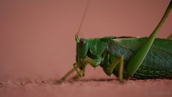 Sony Alpha a350 + objektív Sigma 28-70 f2.8 - 6