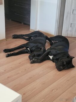 Pes na krytie Cane Corso 3 ročný - 6