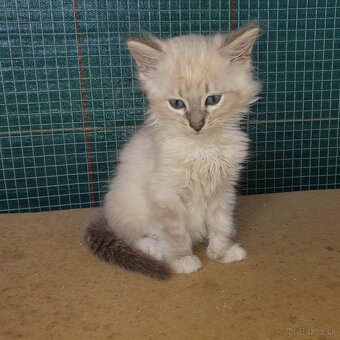 Ponukam maciatko ragdoll - 6