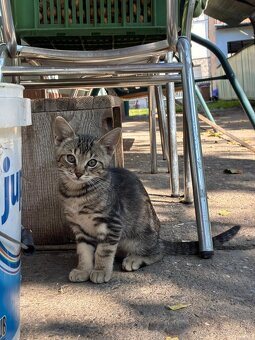 Darujem mačiatka - 6